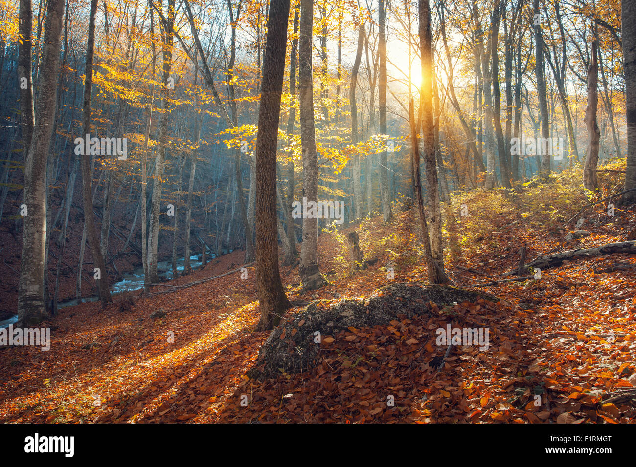 Belle forêt d'automne dans les montagnes de Crimée au coucher du soleil. Nature fond Banque D'Images