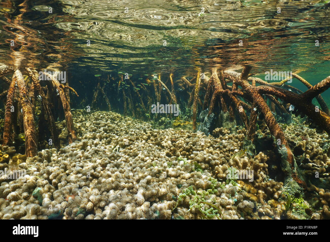 Colonies de coraux ramifiés collés entre les racines de palétuviers, sous l'océan Atlantique Banque D'Images