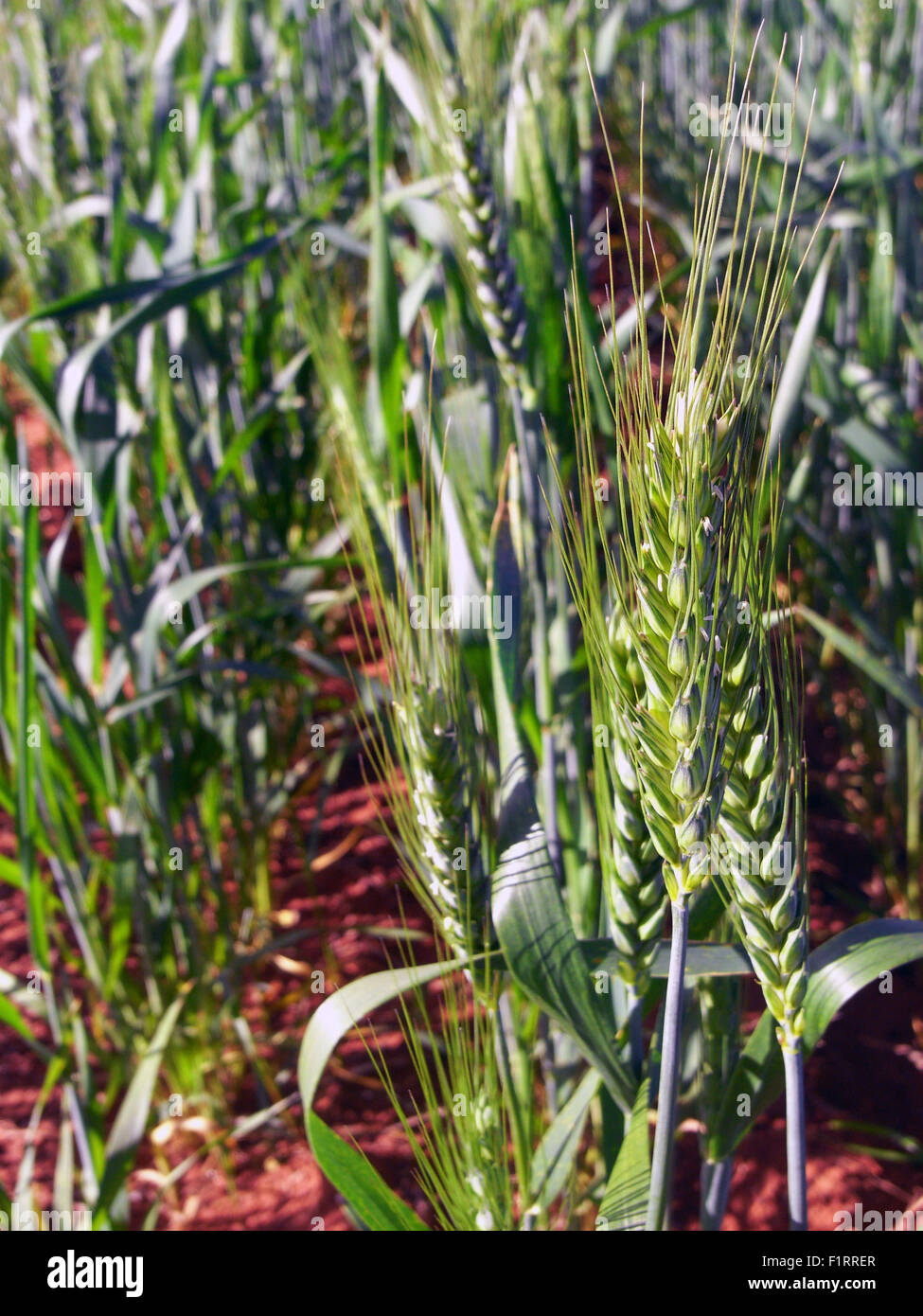 Wheatbelt, Moora, région ouest de l'Australie. 6 Septembre, 2015. La fin de l'hiver, les pluies ont augmenté la probabilité d'excellentes récoltes de céréales dont le blé (photo) pour la quatrième année consécutive en Australie de l'Ouest La région de Wheatbelt. Dans l'année financière 2014-2015, les agriculteurs de l'ouest de l'Australie a produit environ 4,8 milliards de dollars de blé, de canola et d'orge. Credit : Suzanne de Long/Alamy Live News Banque D'Images