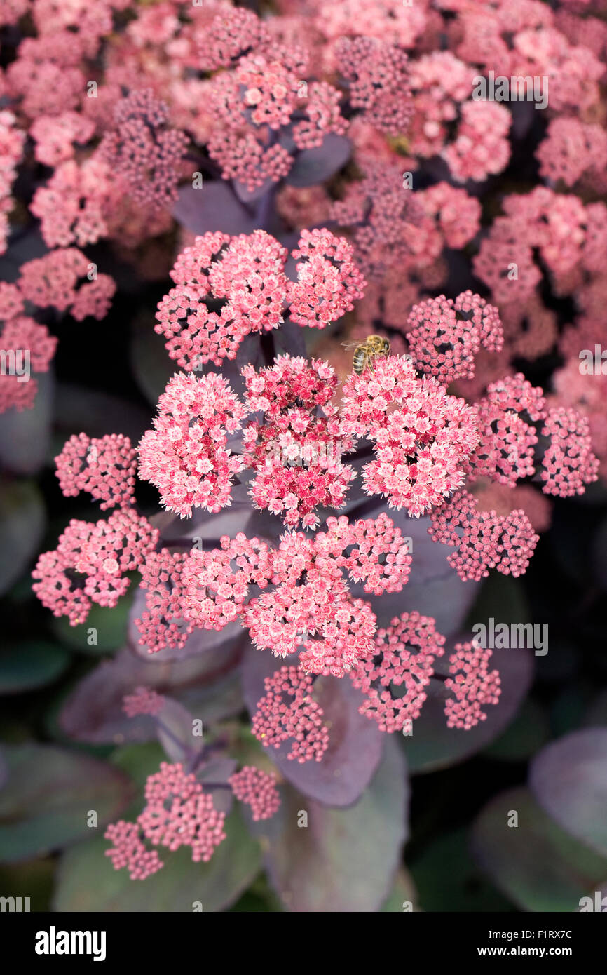 Hylotelephium 'José Aubergine'. Sedum 'José Aubergine'. Stonecrop fleurs. Banque D'Images