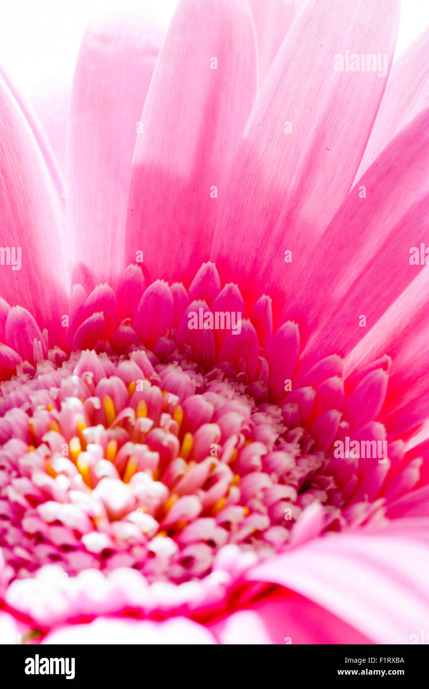 Fleur de jardin. Gerbera rose, 'Gerbera hybrida'. Fleur rose-tête, pétales roses et fleurs du disque fleur, entassés dans le centre. Banque D'Images