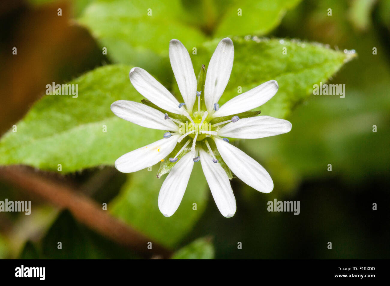 Fleurs sauvages. Mouron des oiseaux d'eau, 'oenchia erecta', vu de dessus en regardant les petits pétales blancs avec la feuille sous la tête de fleurs Banque D'Images
