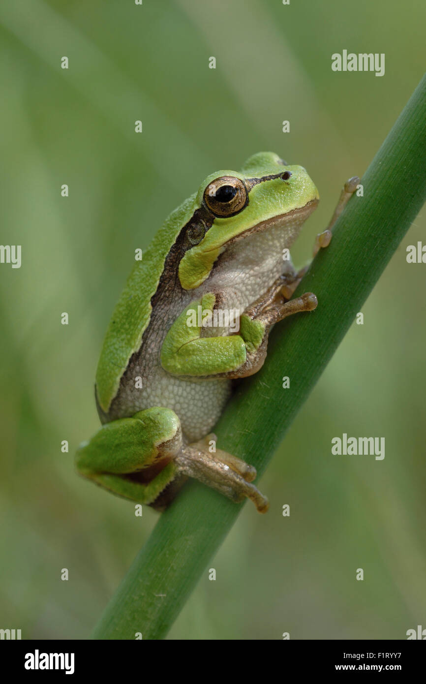 Green European Tree Frog / Europaeischer Laubfrosch ( Hyla arborea ) repose sur un bâton de roseau, faune, Europe, Allemagne. Banque D'Images