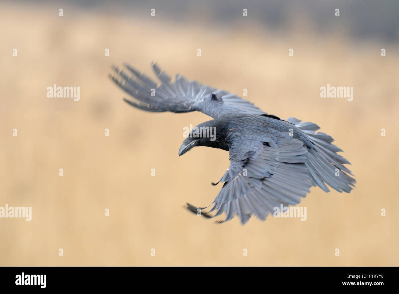 Grand Corbeau Corvus corax / Kolkrabe ( ) en vol, s'étend ses ailes grandes ouvertes. Banque D'Images