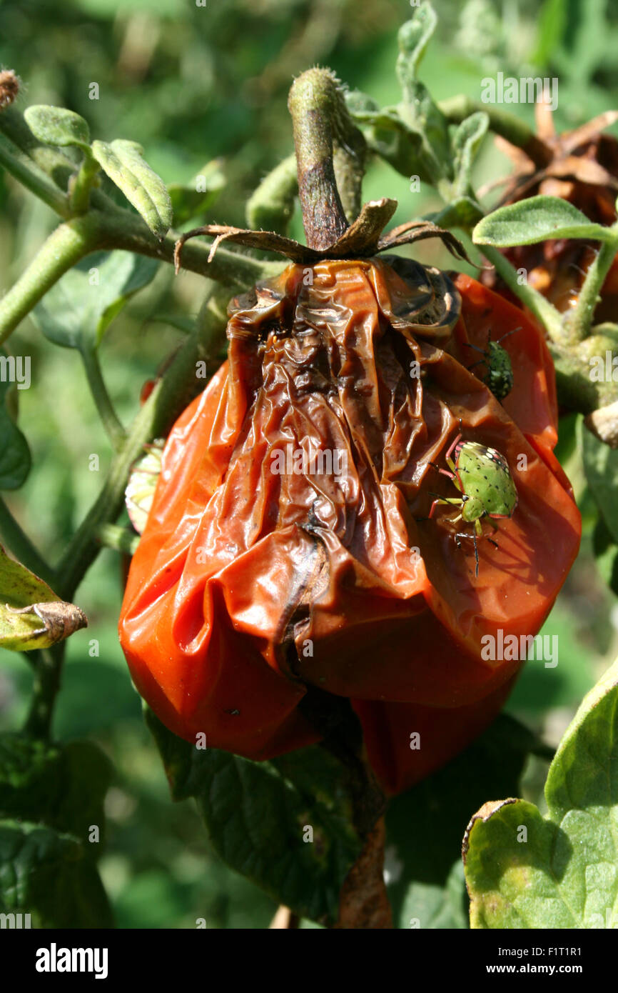 Les maladies des plantes de tomate, des problèmes dans la production Banque D'Images