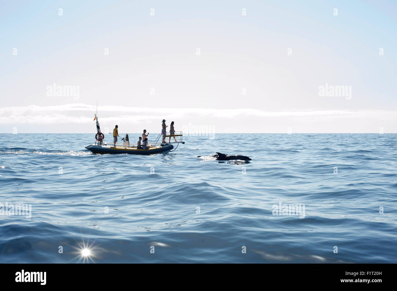 Des dauphins au large de la côte de Tenerife, Espagne avec les touristes en bateaux sur la mer Banque D'Images