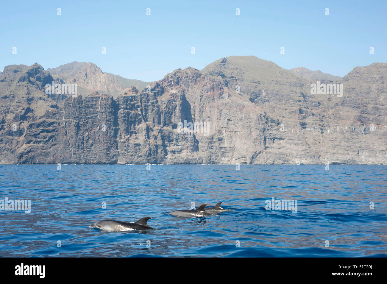 Des dauphins au large de la côte de Tenerife, Espagne avec les touristes en bateaux sur la mer Banque D'Images