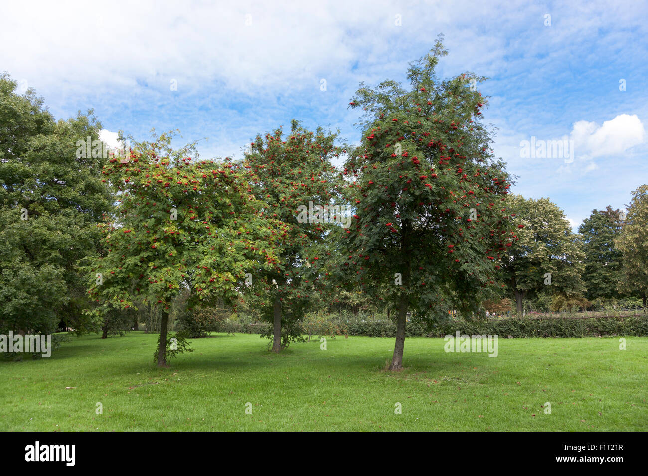 Trois arbres sorbier (Sorbus aucuparia), Hyde Park, London, UK Banque D'Images