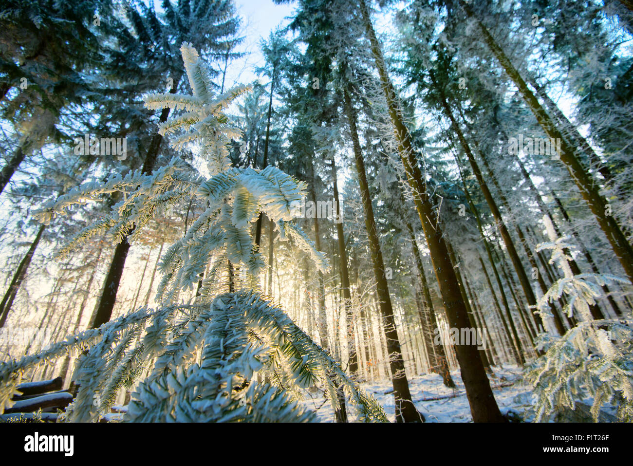 Coucher de soleil illuminant la forêt de montagne Koenigstuhl congelés (Président), Heidelberg, Germany, Europe Banque D'Images