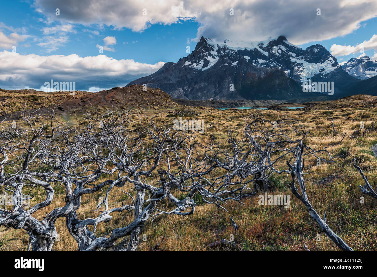 Les arbres morts en face de Cuernos del Paine, Parc National Torres del Paine, Patagonie chilienne, Chili, Amérique du Sud Banque D'Images