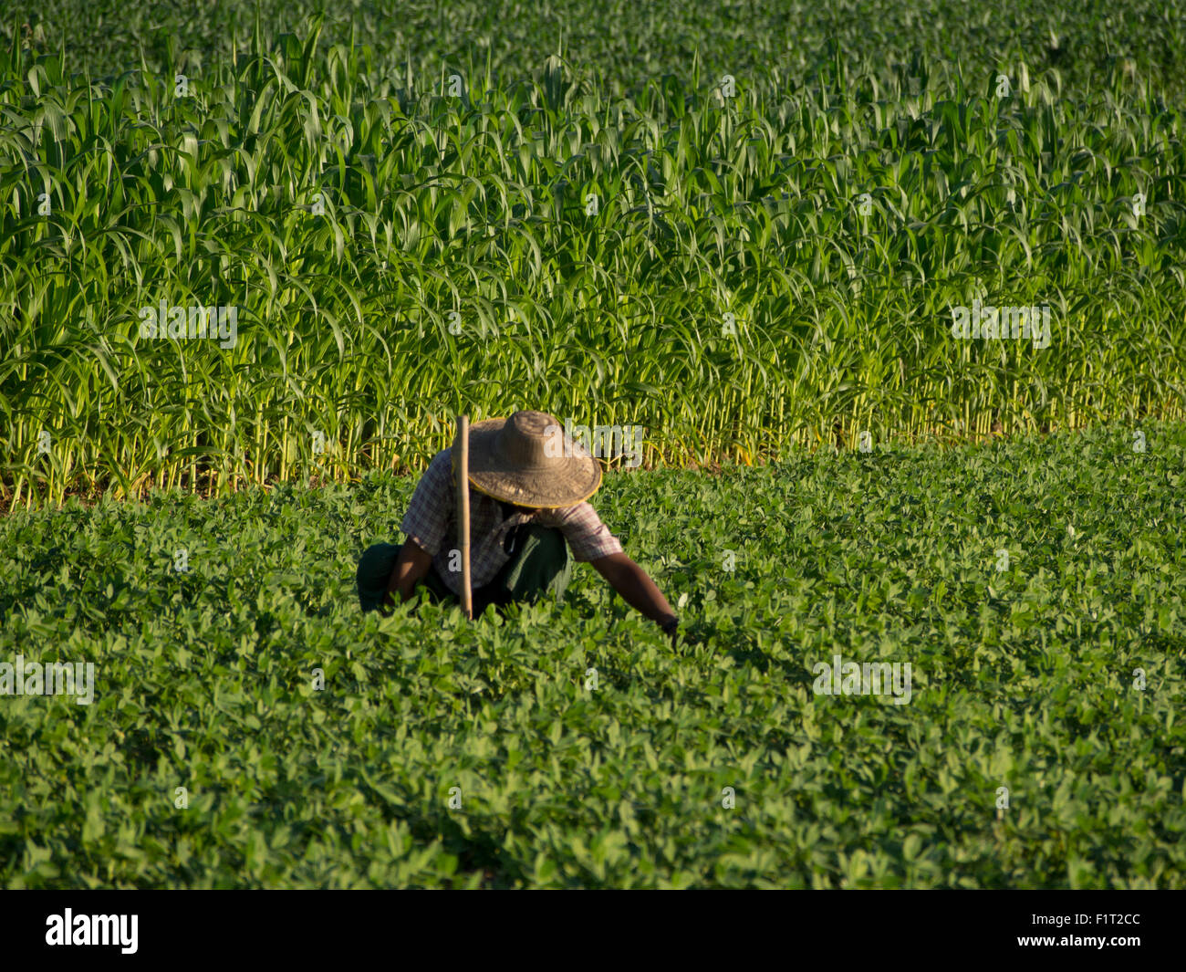 Agriculteur faisant le travail agricole dans un champ par le fleuve Irrawaddy, Myanmar (Birmanie), l'Asie Banque D'Images