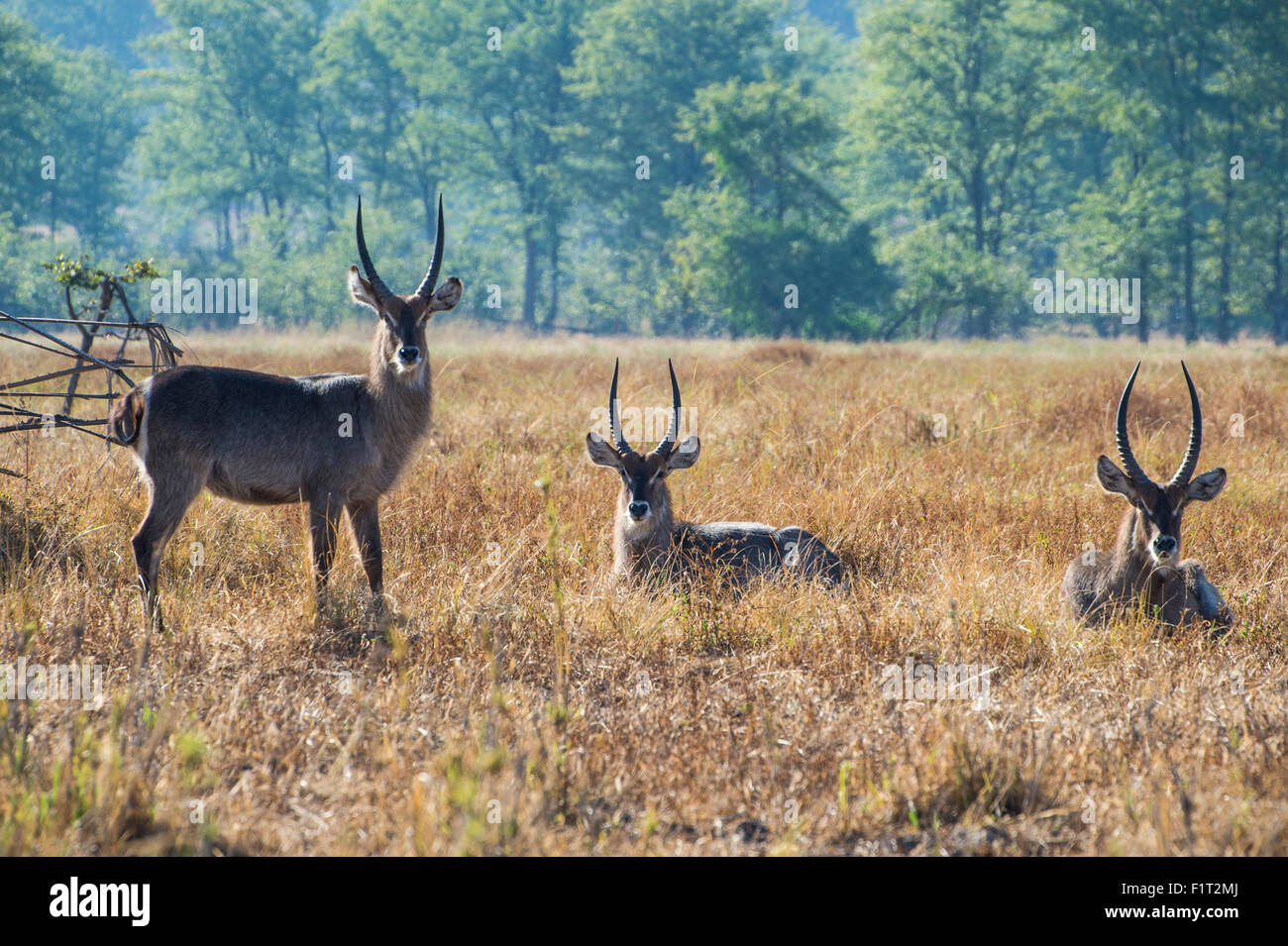 Waterbucks (Kobus ellipsiprymnus), Parc National de Liwonde, Malawi, Afrique Banque D'Images