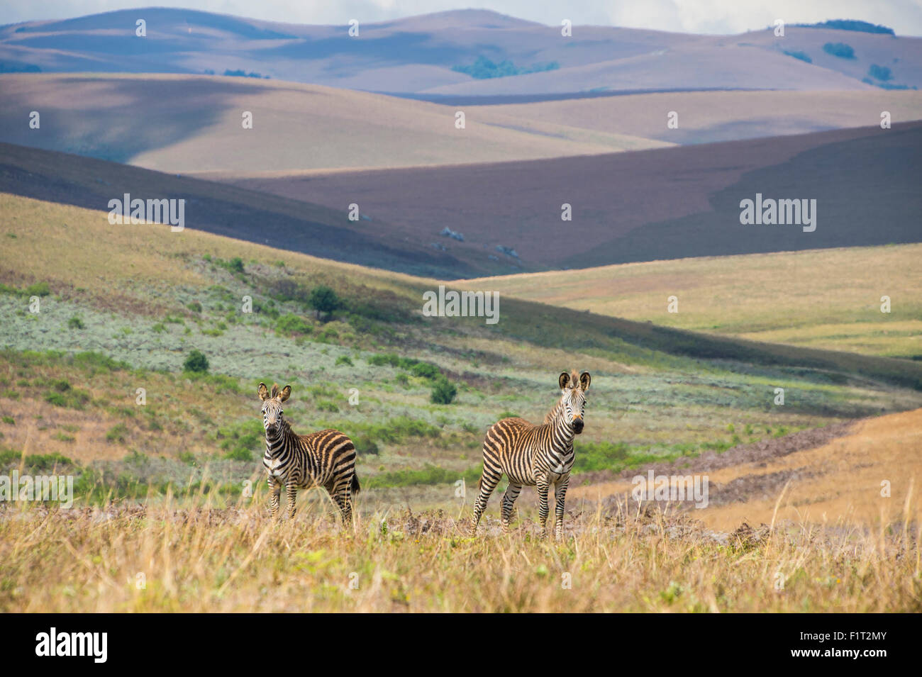 Les zèbres des plaines (Equus quagga), Nyika National Park, le Malawi, l'Afrique Banque D'Images