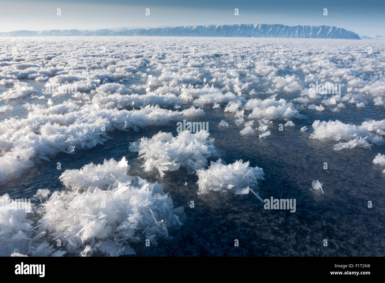 Fleurs de givre formé sur une fine couche de glace de mer lorsque l'atmosphère est beaucoup plus froid que la glace sous-jacente, le Groenland, le Danemark Banque D'Images