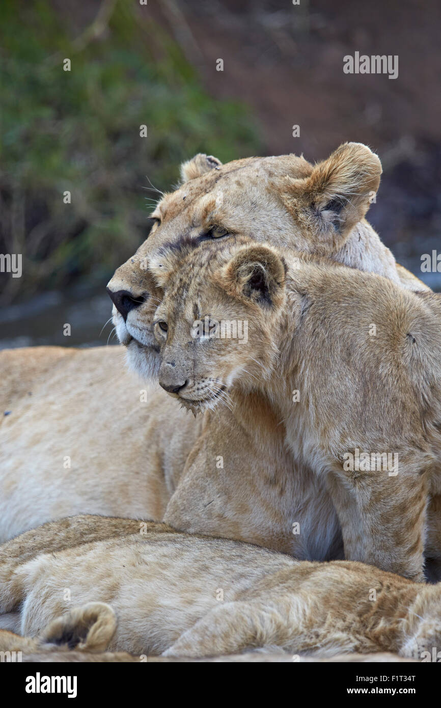 Lion (Panthera leo), femelle et son petit, le cratère du Ngorongoro, en Tanzanie, Afrique de l'Est, l'Afrique Banque D'Images