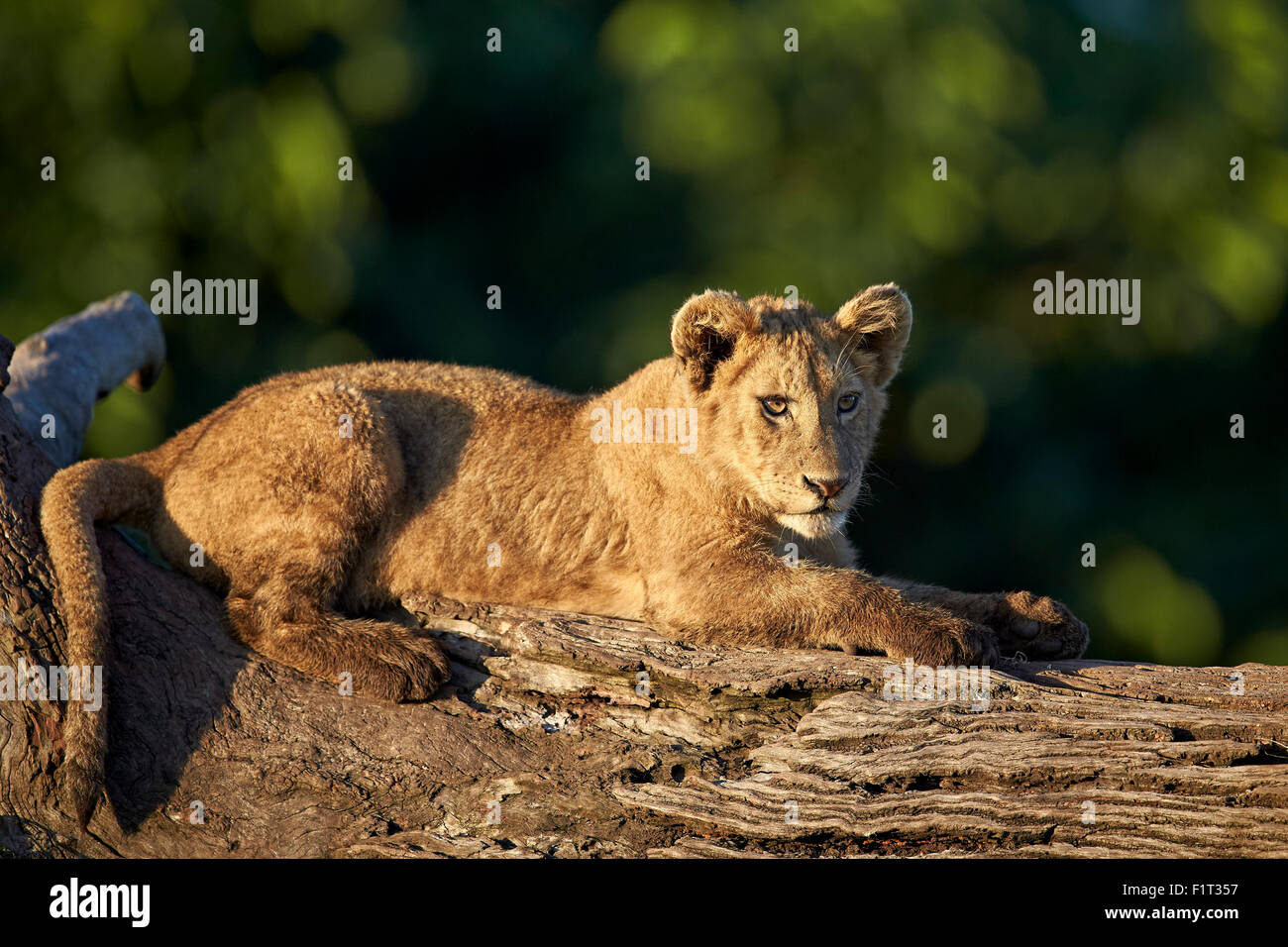 Lion (Panthera leo) cub sur un tronc d'arbre abattu, le cratère du Ngorongoro, en Tanzanie, Afrique de l'Est, l'Afrique Banque D'Images