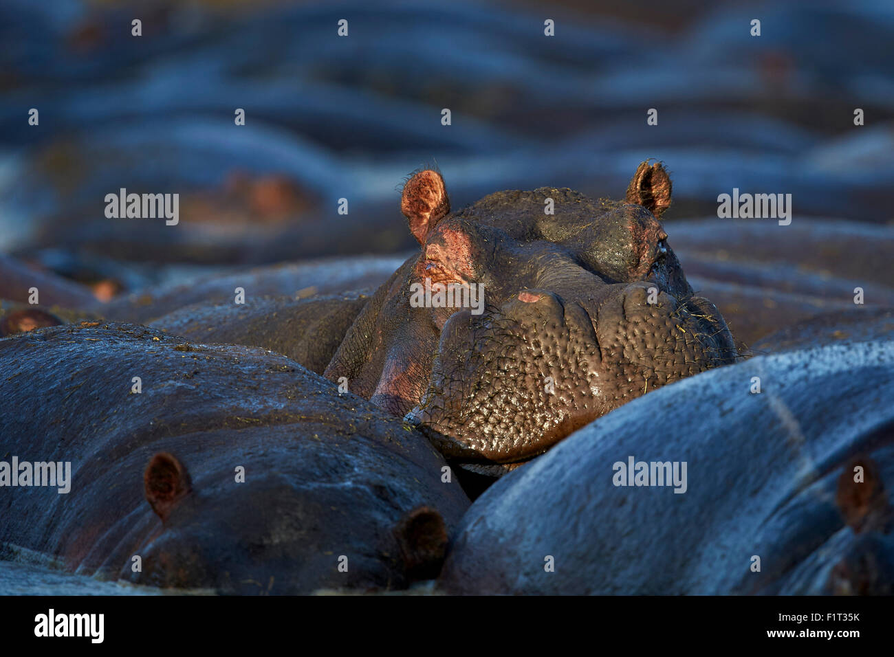 Hippopotame (Hippopotamus amphibius), Parc National de Serengeti, Tanzanie, Afrique orientale, Afrique du Sud Banque D'Images