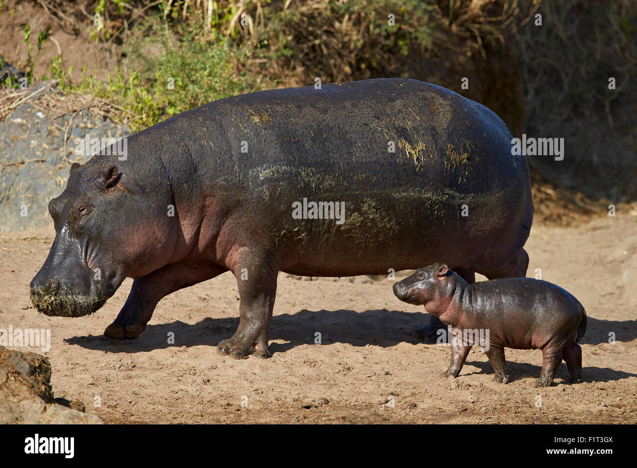 Hippopotame (Hippopotamus amphibius) la mère et l'enfant hors de l'eau, le Parc National du Serengeti, Tanzanie, Afrique orientale, Afrique du Sud Banque D'Images