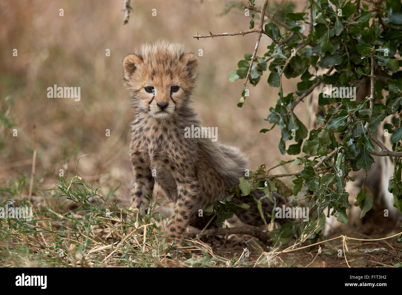 Le Guépard (Acinonyx jubatus) cub sur l'âge d'un mois, le Parc National du Serengeti, Tanzanie, Afrique orientale, Afrique du Sud Banque D'Images