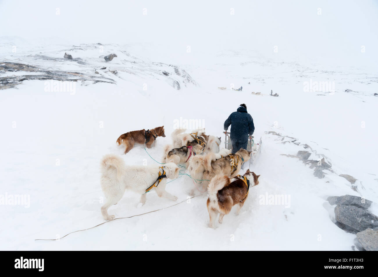 Traîneau à chiens, le Groenland, le Danemark, les régions polaires Banque D'Images