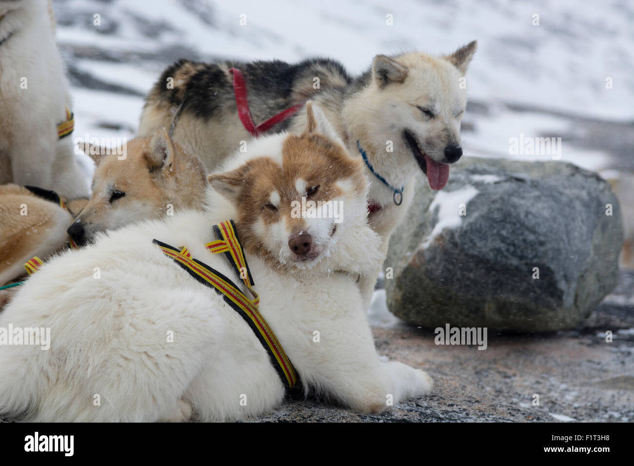 Traîneau à chiens, le Groenland, le Danemark, les régions polaires Banque D'Images