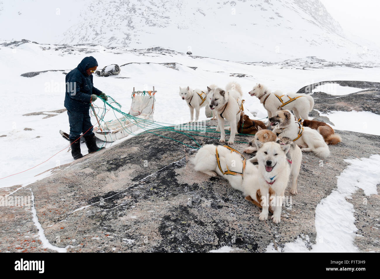 Traîneau à chiens, le Groenland, le Danemark, les régions polaires Banque D'Images