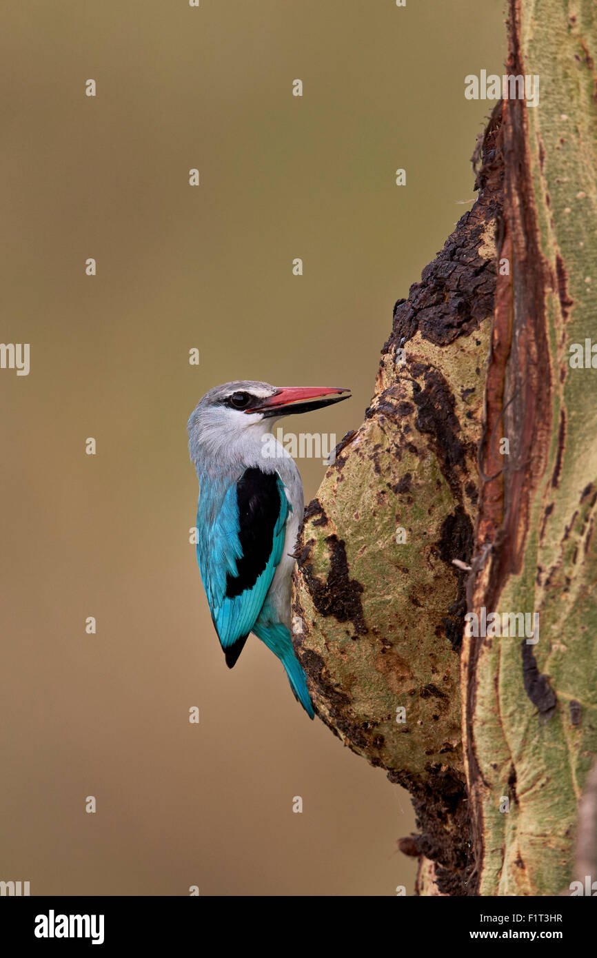 Woodland Kingfisher (Halcyon senegalensis), le Parc National du Serengeti, Tanzanie, Afrique orientale, Afrique du Sud Banque D'Images