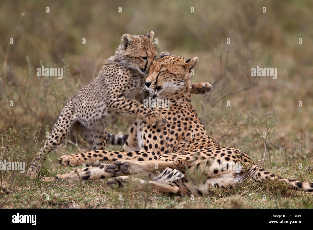 Le Guépard (Acinonyx jubatus) mère et son petit, le Parc National du Serengeti, Tanzanie, Afrique orientale, Afrique du Sud Banque D'Images