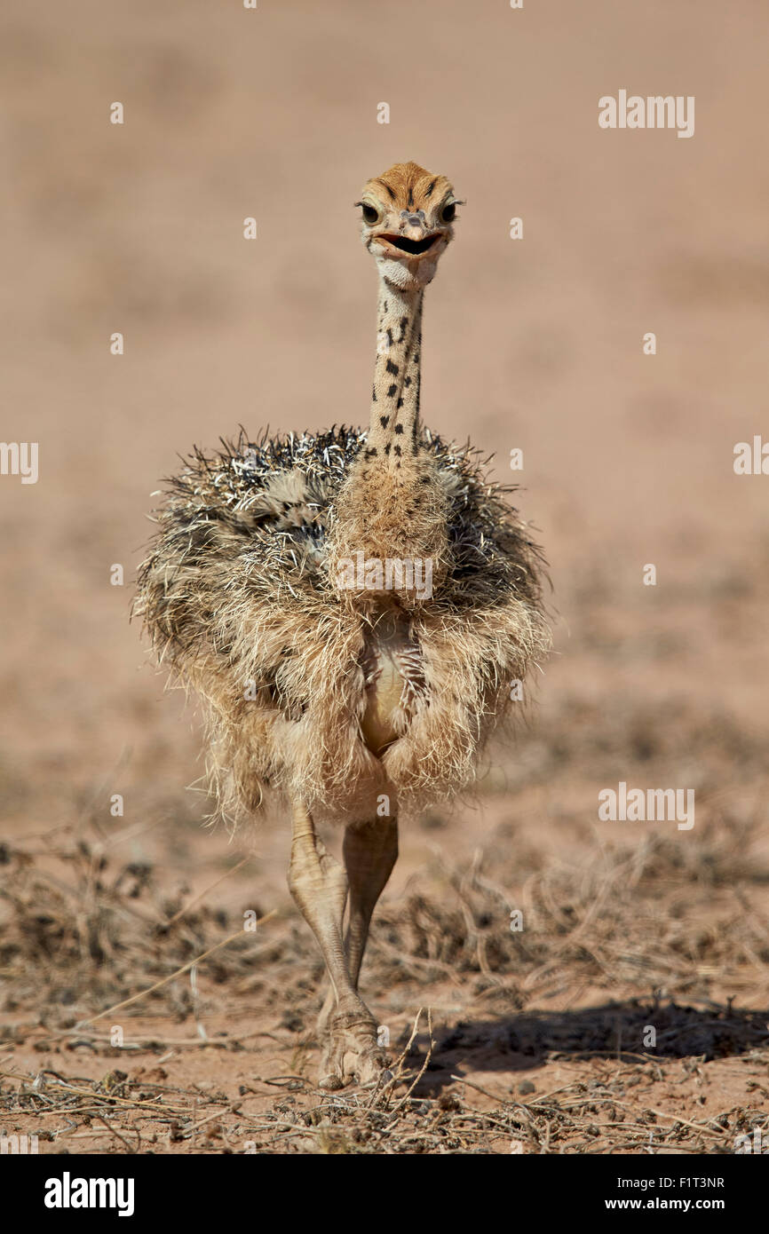 Autruche commune (Struthio camelus) chick, Kgalagadi Transfrontier Park, Afrique du Sud Banque D'Images