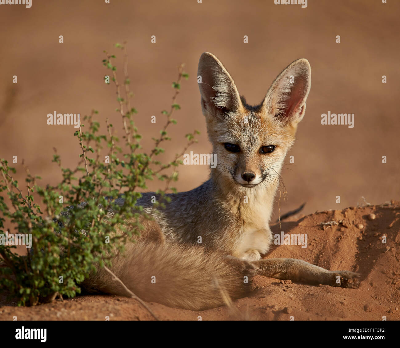 Cape Fox (Fox) acam (Silver Fox) adossés à des (Vulpes chama), Kgalagadi Transfrontier Park, Afrique du Sud Banque D'Images