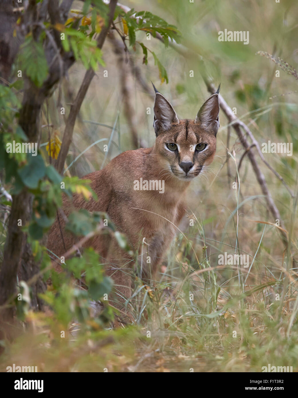 Caracal (Caracal caracal), Kruger National Park, Afrique du Sud, l'Afrique Banque D'Images