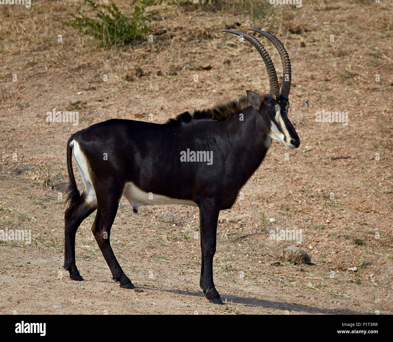 Hippotrague (Hippotragus niger), homme, Kruger National Park, Afrique du Sud, l'Afrique Banque D'Images
