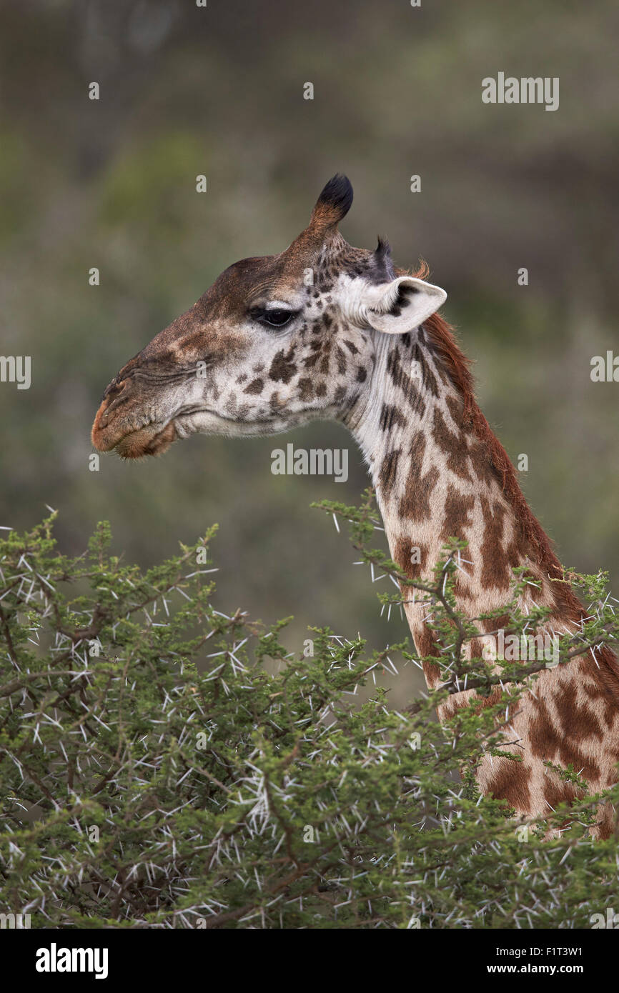 Les Masais Girafe (Giraffa camelopardalis tippelskirchi), Ngorongoro Conservation Area, l'UNESCO, Serengeti, Tanzanie Banque D'Images