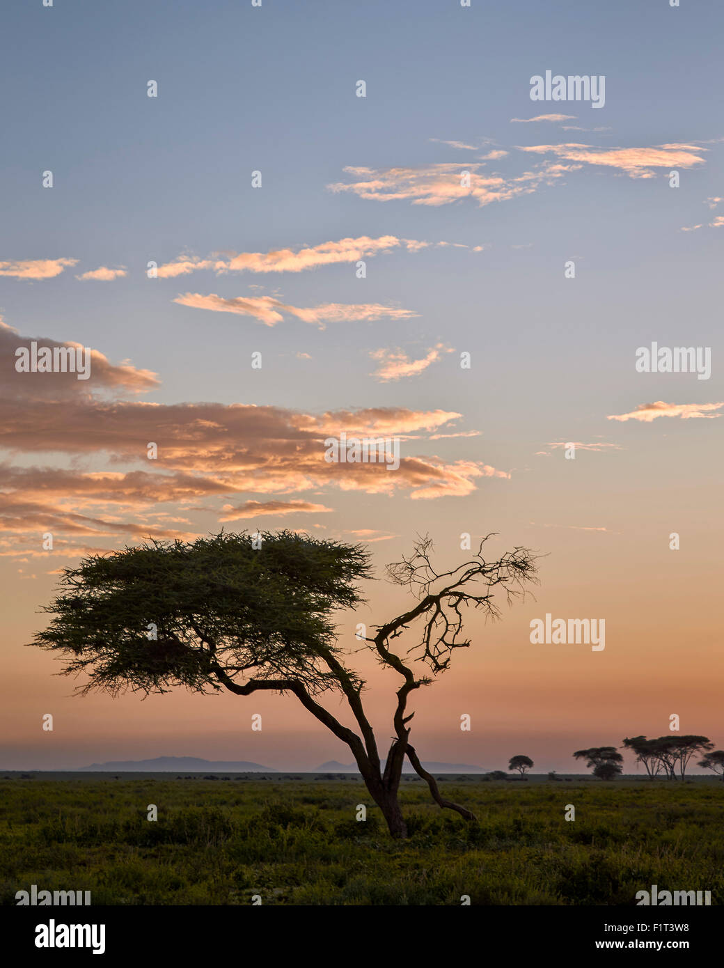 Acacia et les nuages à l'aube, la Ngorongoro Conservation Area, UNESCO World Heritage Site, Serengeti, Tanzanie, Afrique de l'Est Banque D'Images