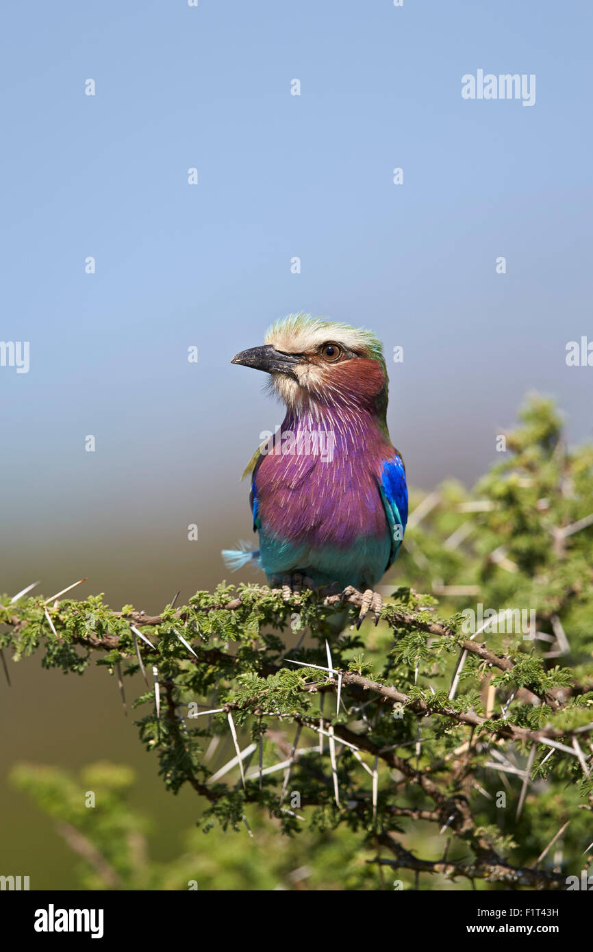 Lilac-breasted roller (Coracias caudata), Ngorongoro Conservation Area, UNESCO World Heritage Site, Serengeti, Tanzanie Banque D'Images