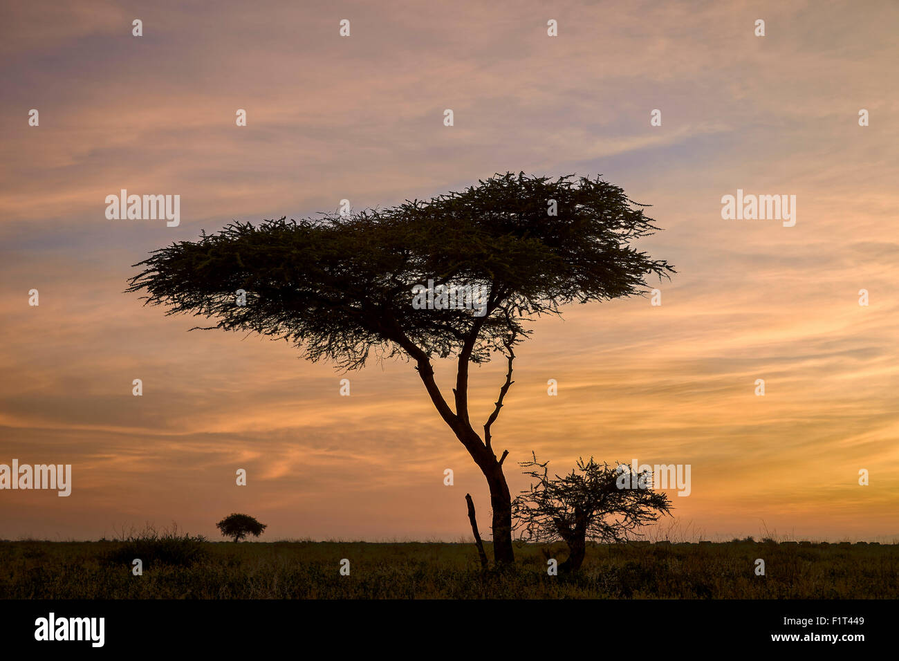 Acacia et les nuages à l'aube, la Ngorongoro Conservation Area, UNESCO World Heritage Site, Serengeti, Tanzanie, Afrique de l'Est Banque D'Images