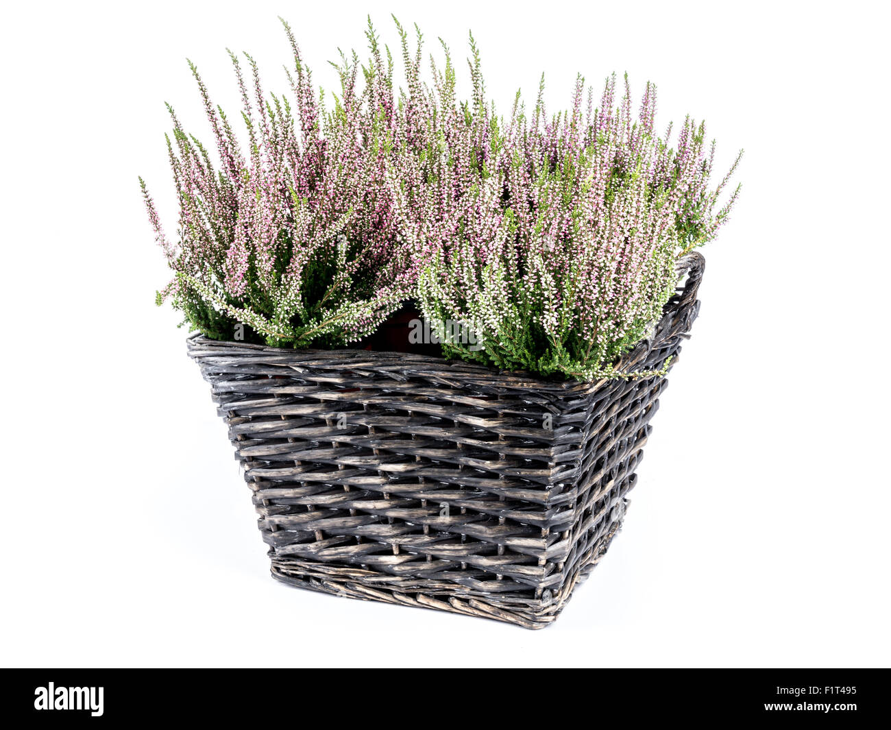 Panier en osier avec bouquet de fleurs de bruyère tourné sur fond blanc Banque D'Images