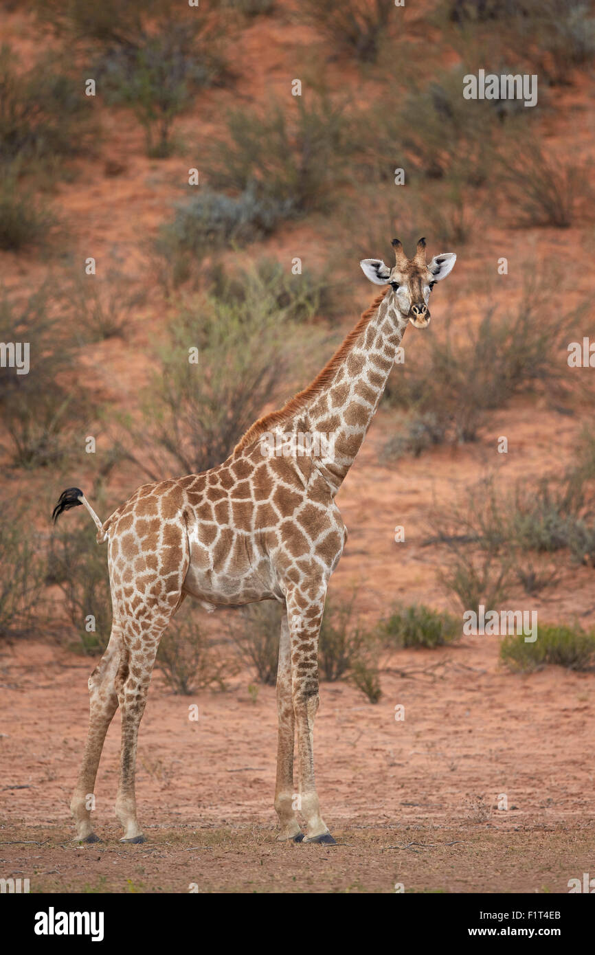 Cape Girafe (Giraffa camelopardalis giraffa), Kgalagadi Transfrontier Park, Afrique du Sud Banque D'Images