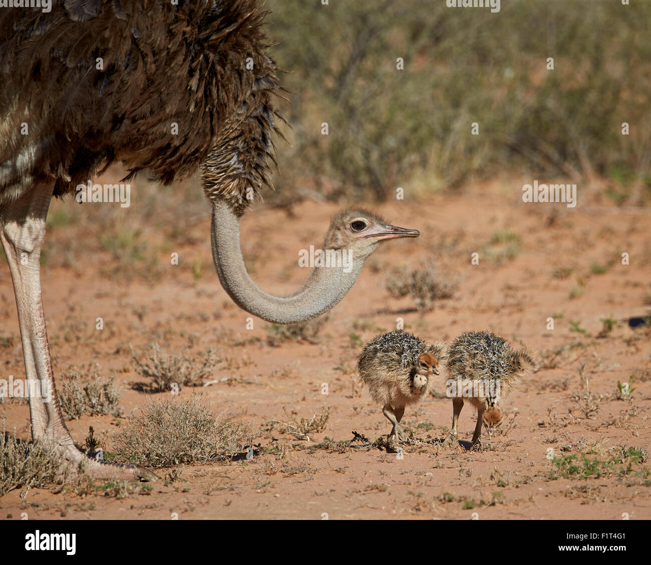 Autruche commune (Struthio camelus) femelle avec deux poussins, Kgalagadi Transfrontier Park, Afrique du Sud Banque D'Images