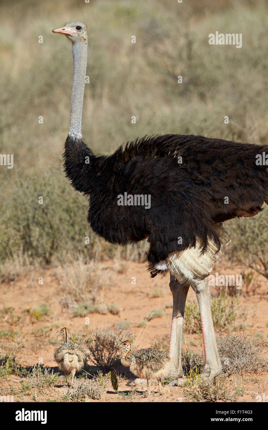 Autruche commune (Struthio camelus) mâle avec deux poussins, Kgalagadi Transfrontier Park, Afrique du Sud Banque D'Images