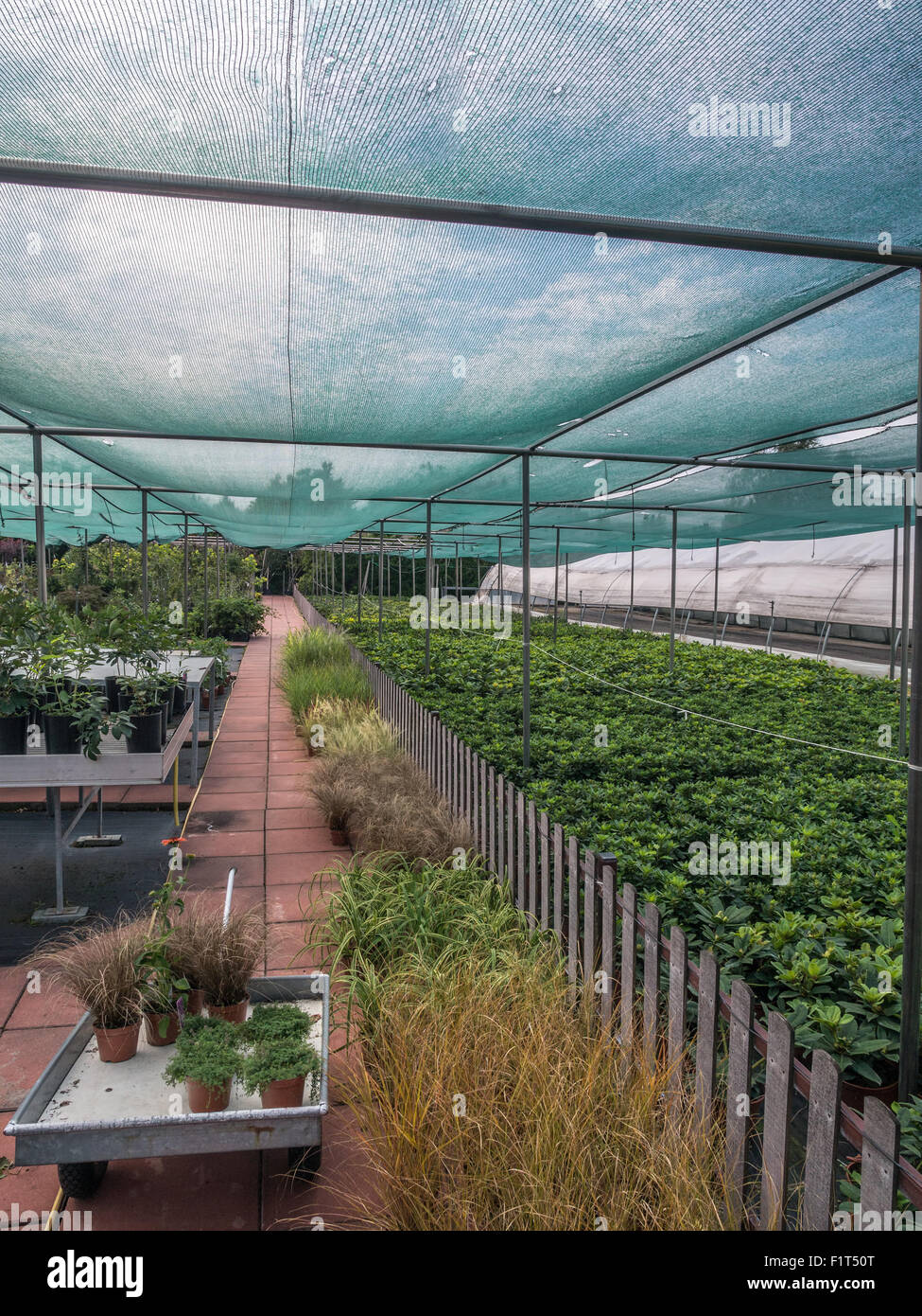 Plein centre de jardinage des plantes cultivées et des fleurs à vendre Banque D'Images