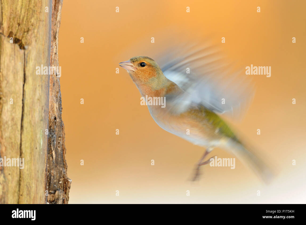 Longue exposition, panoramique, d'un Chaffinch commun volant / Buchfink ( Fringilla coelebs ) flottant avec ses ailes, faune, Europe, Allemagne. Banque D'Images