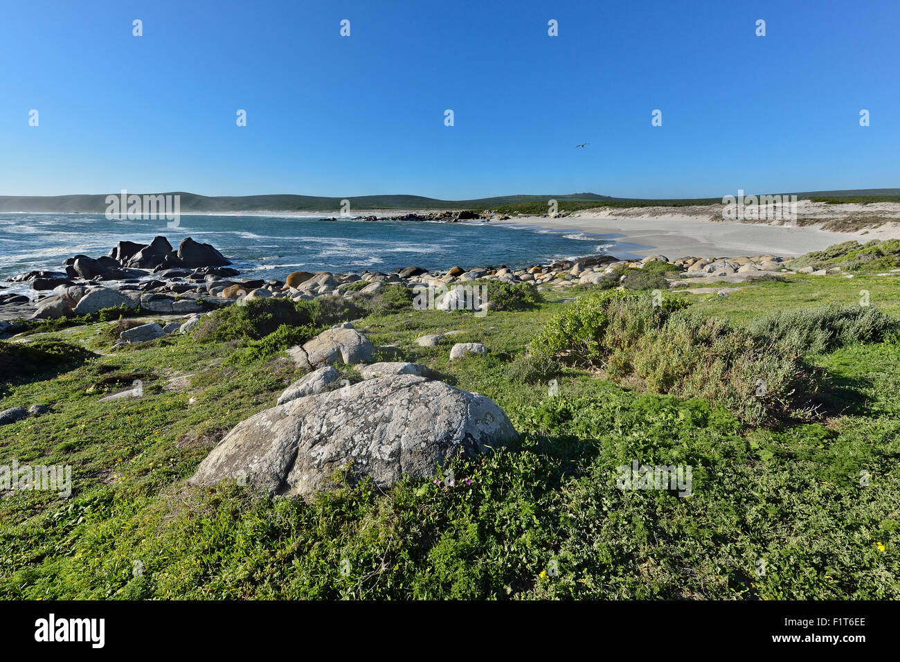 L'Afrique du Sud, Côte Ouest NP Banque D'Images