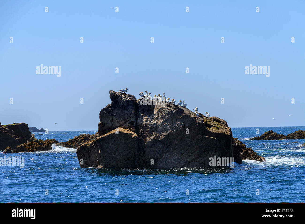 L'Île Rouzic Bretagne Banque D'Images