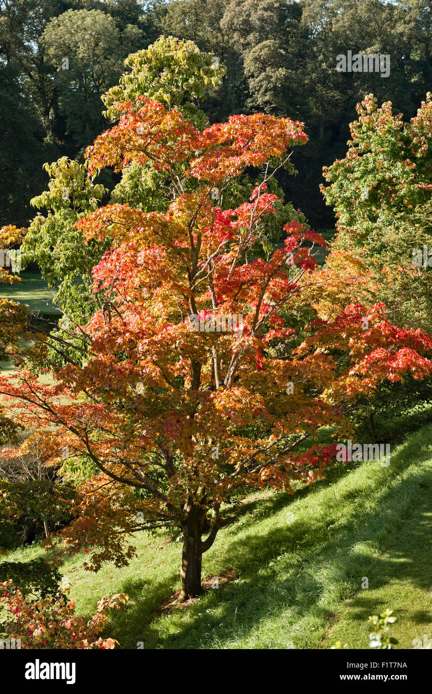 Jardins du Château de Powis, Welshpool, Pays de Galles, Royaume-Uni. Couleur d'automne sur la terrasse inférieure Banque D'Images