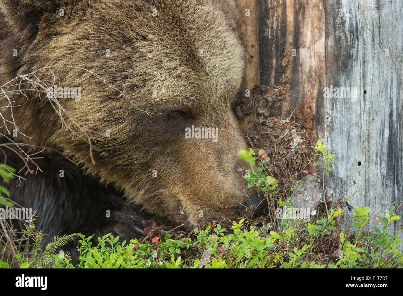 L'ours brun européen, Ursus arctos arctos. Banque D'Images