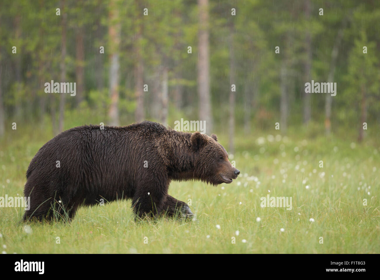 L'ours brun européen, Ursus arctos arctos. Banque D'Images