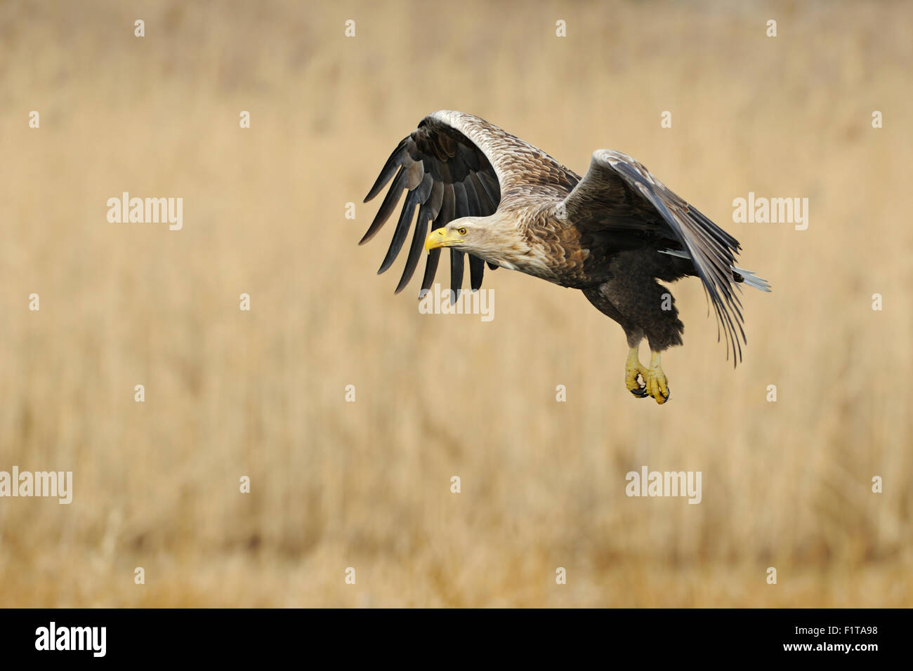 Aigle à queue blanche / aigle de mer / Seeadler ( Haliaeetus albicilla ) volant, ailes larges ouvertes, entouré de roseau doré, faune, Europe, Allemagne. Banque D'Images