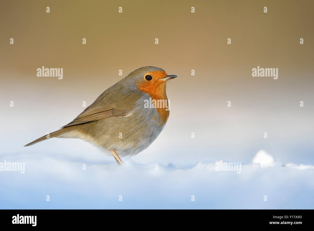 Cute Robin Redmary / Rotkehlchen ( Erithacus rubecula ) se trouve sur le sol couvert de snwo, tons chauds, la lumière du soleil, la faune, l'Europe, Allemagne. Banque D'Images