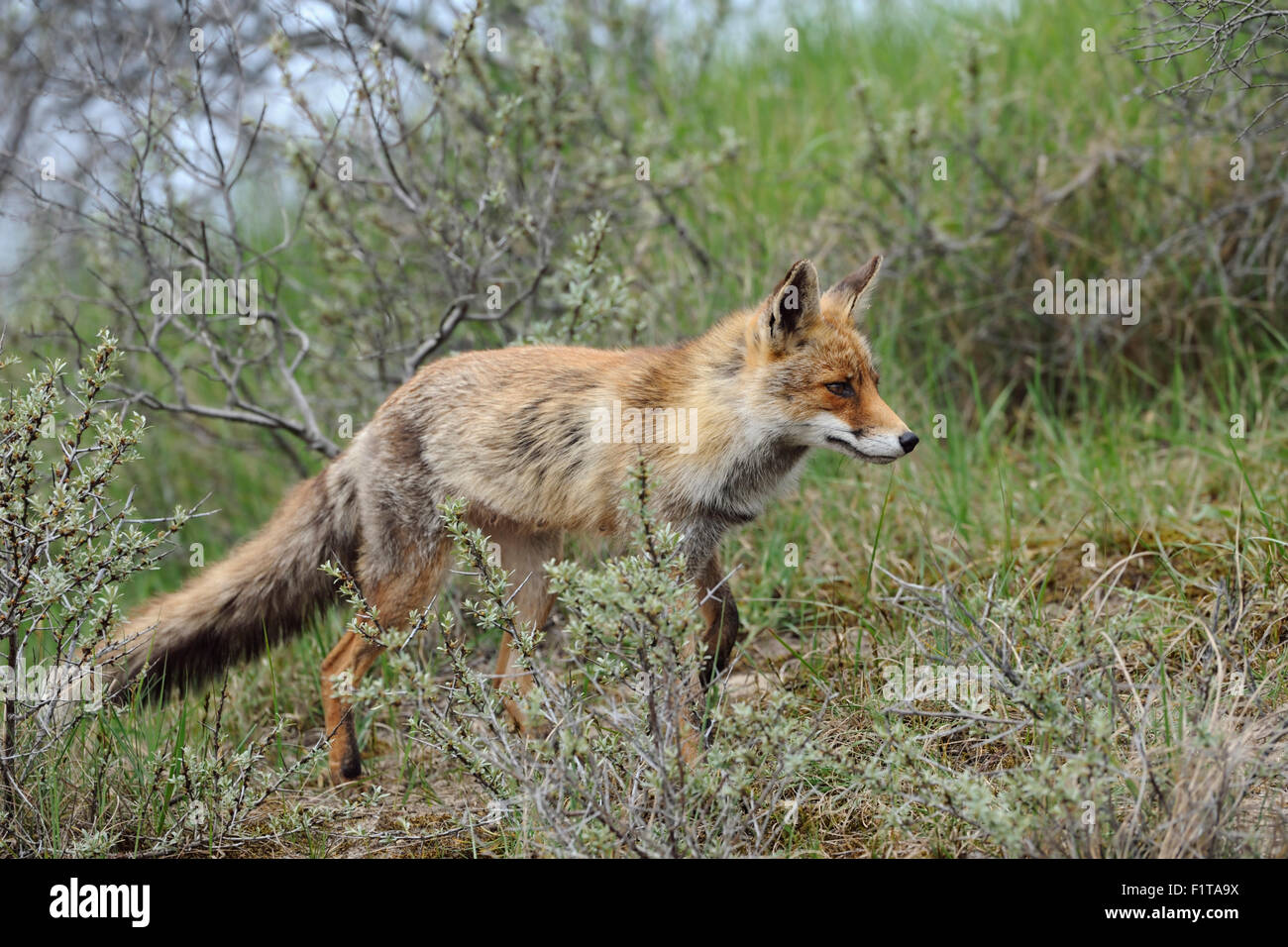 Renard rouge / Rotfuchs ( Vulpes vulpes ) sur la chasse, la chasse aux proies dans les sous-bois, la faune, l'Europe. Banque D'Images